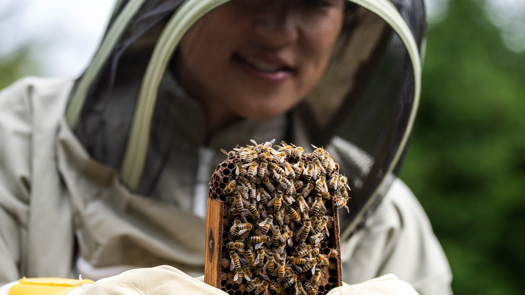 2023 Mazda CX-50 Tasting Wild – Coastline – Bees