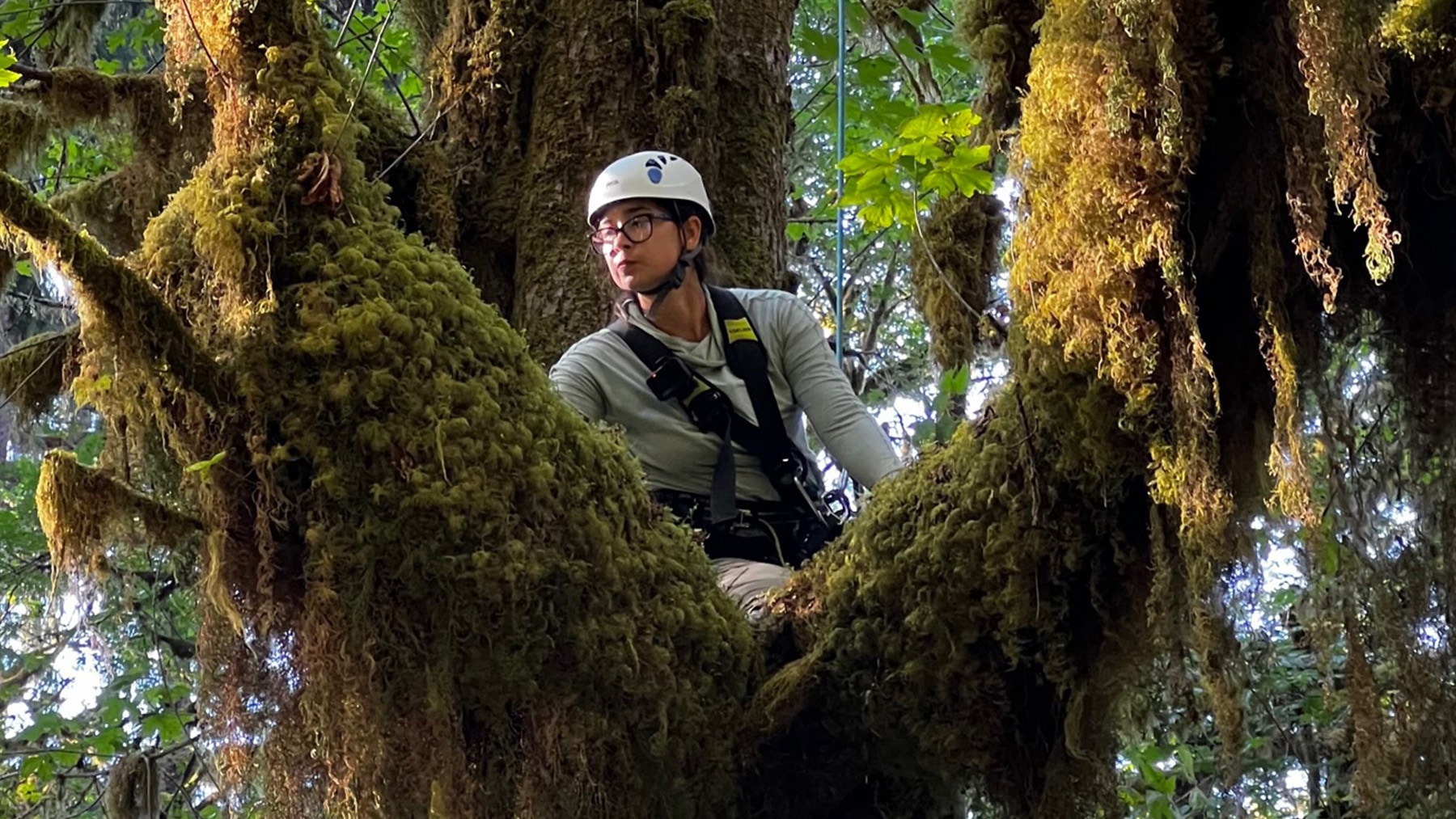 2023 Mazda CX-50 Tasting Wild – Old Growth Forest – In a Tree